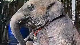 大象视频大全搞笑,憨态可掬的巨兽演绎欢乐时光